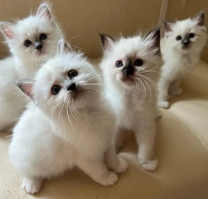 Kotyata Svyashtennaya birma v prodazhe (Котята Священная бирма в продаже), Mixed Breed (Kotyata Darom)
