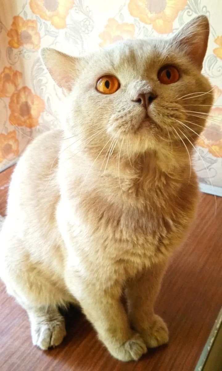 Otdadim v khoroshie ruki kota Dzherri (Отдадим в хорошие руки кота Джерри), Mixed Breed (Kotyata Darom)