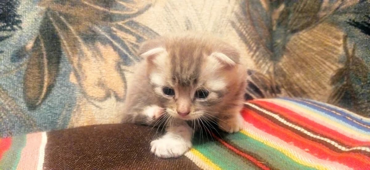 Shotlandskie Kotyata (Шотландские Котята), Mixed Breed (Kotyata Darom)