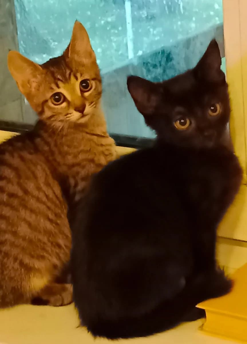 KOTYaTA v Dar (КОТЯТА в Дар), Mixed Breed (Kotyata Darom)