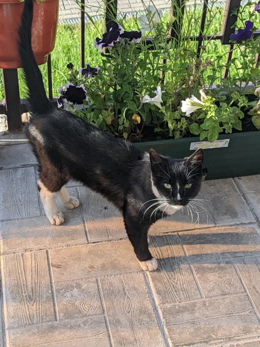 Kot-podrostok v dar (Кот-подросток в дар), Mixed Breed (Kotyata Darom)