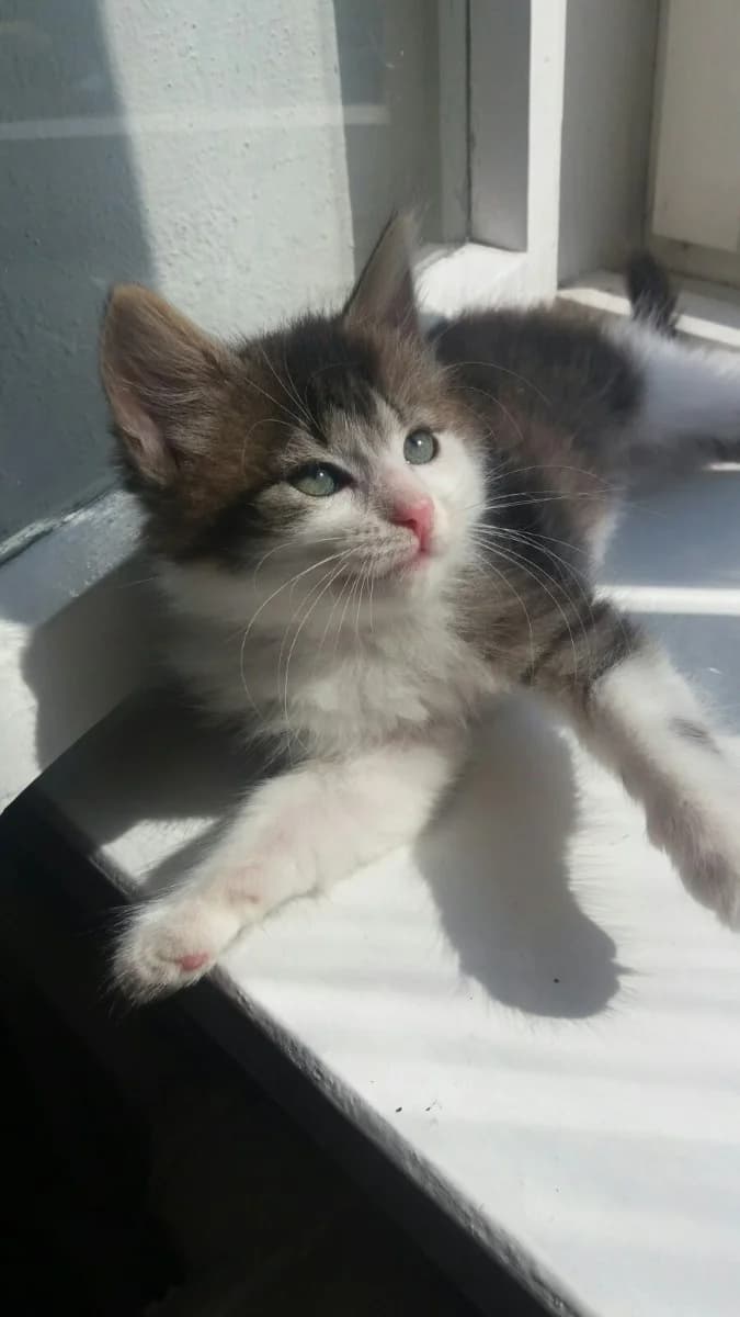 Mila stanet samym predannym drugom (Мила станет самым преданным другом), Mixed Breed (Kotyata Darom)