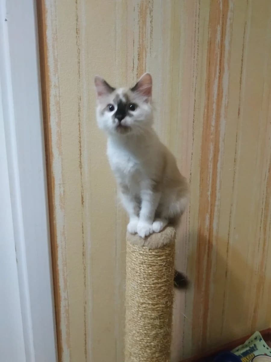 Ocharovatelnaya koshechka Luna (Очаровательная кошечка Луна), Mixed Breed (Kotyata Darom)
