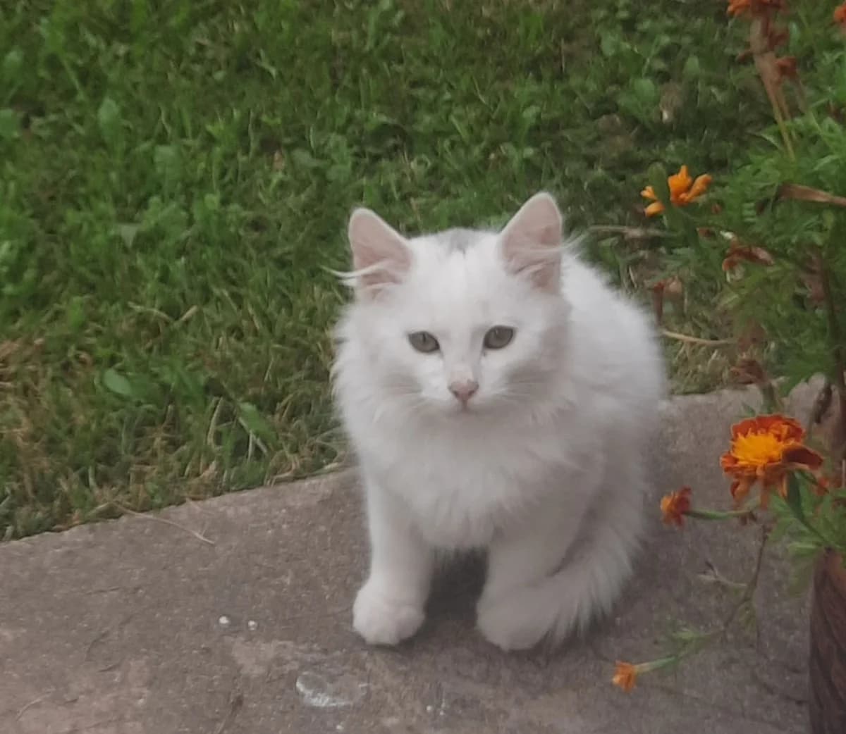 Dva belosnezhnykh kotёnka Melisa i Tsezar ishtut dom (Два белоснежных котёнка Мелиса и Цезарь ищут д, Mixed Breed (Kotyata Darom)