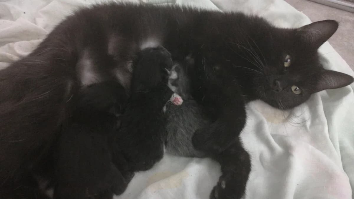 koshka i kotyata v dar (кошка и котята в дар), Mixed Breed (Kotyata Darom)