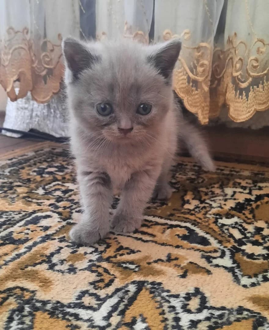 Britanskie koshechki (Британские кошечки), Mixed Breed (Kotyata Darom)