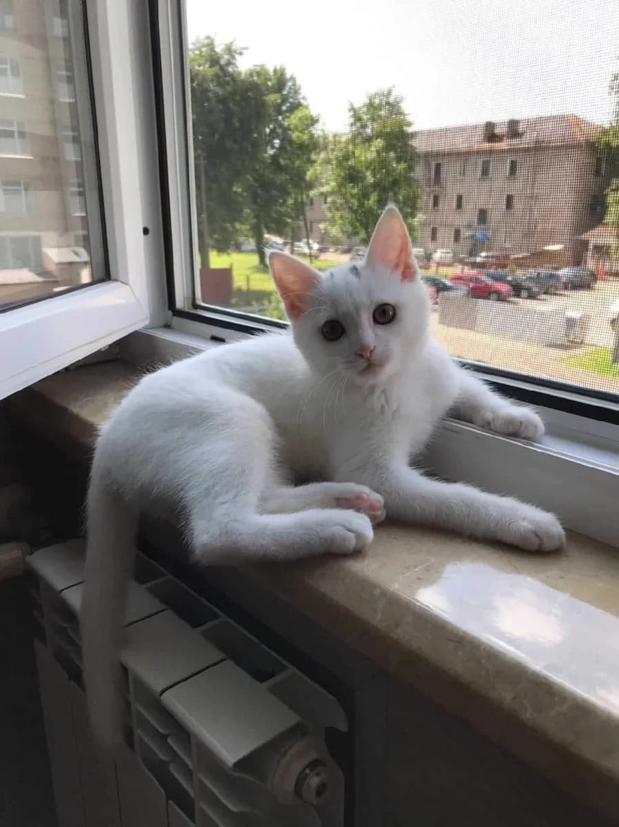 Kotёnok-malchik (Котёнок-мальчик), Mixed Breed (Kotyata Darom)