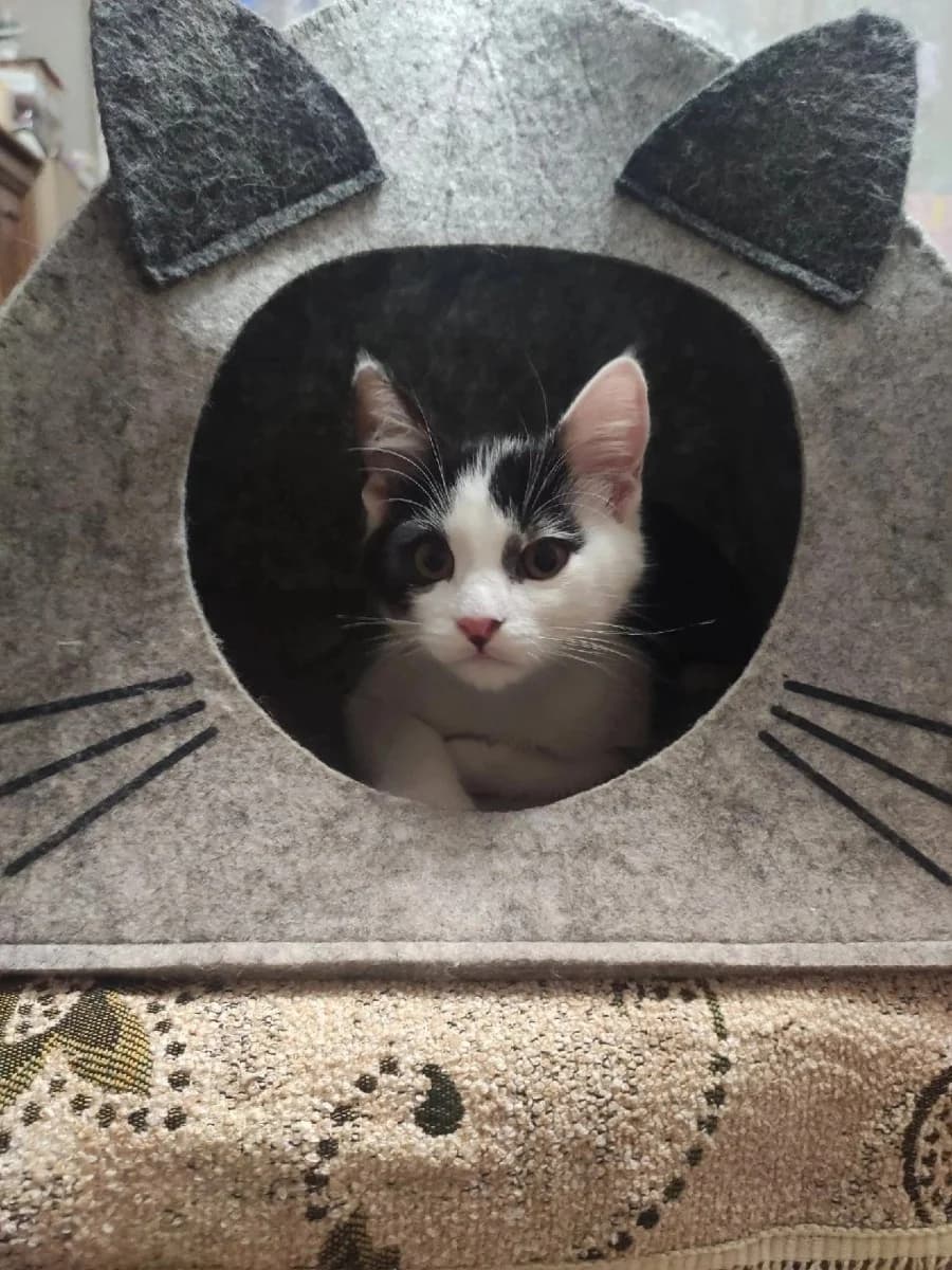 Kotёnok-malchik (Котёнок-мальчик), Mixed Breed (Kotyata Darom)