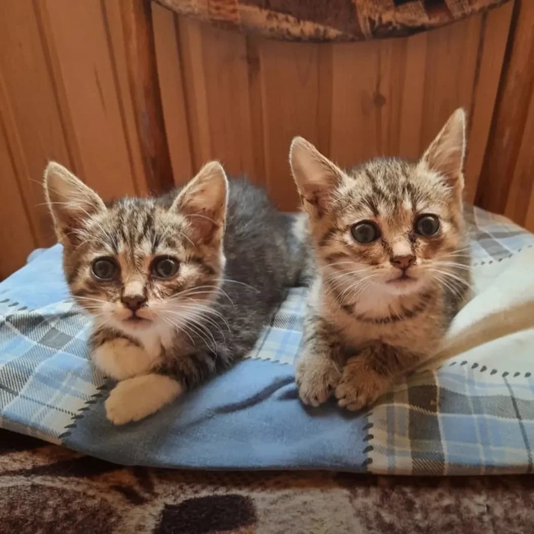 Kotyata-malchiki (Котята-мальчики), Mixed Breed (Kotyata Darom)