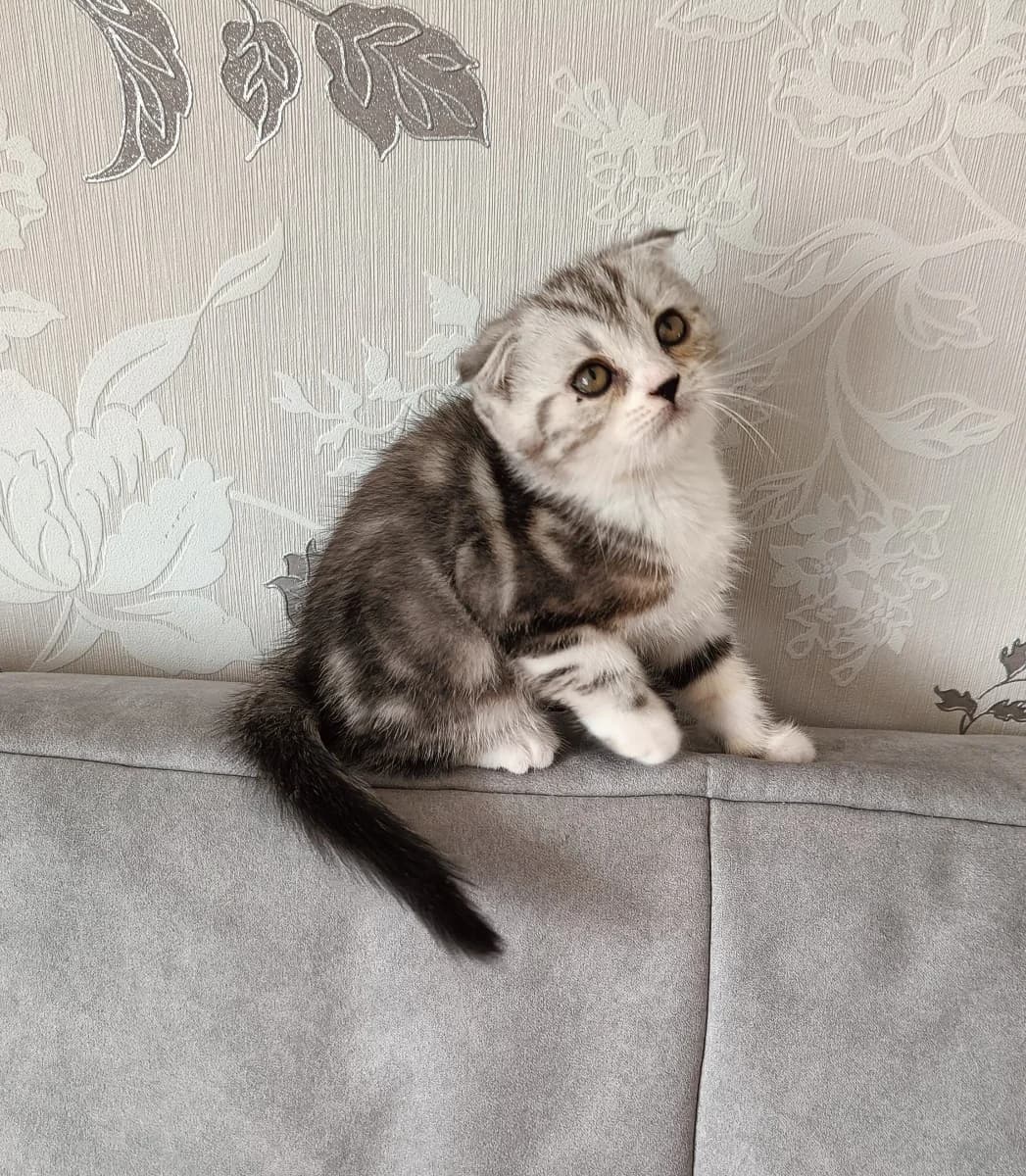 Shotlandskie visloukhie (Шотландские вислоухие), Mixed Breed (Kotyata Darom)