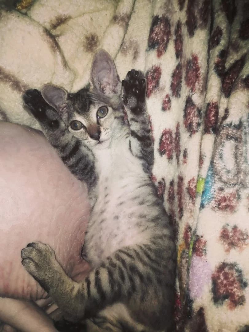donskoy sfinks (донской сфинкс), Mixed Breed (Kotyata Darom)