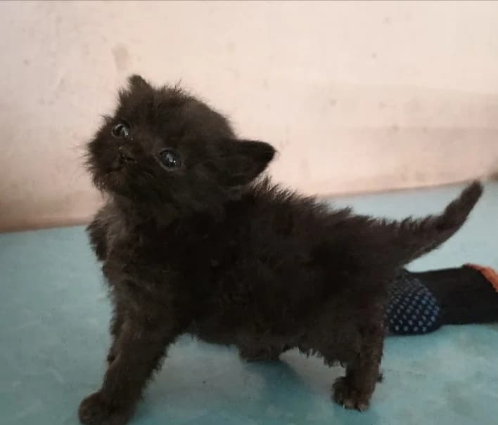 Kotyata s TETs (Котята с ТЭЦ), Mixed Breed (Kotyata Darom)