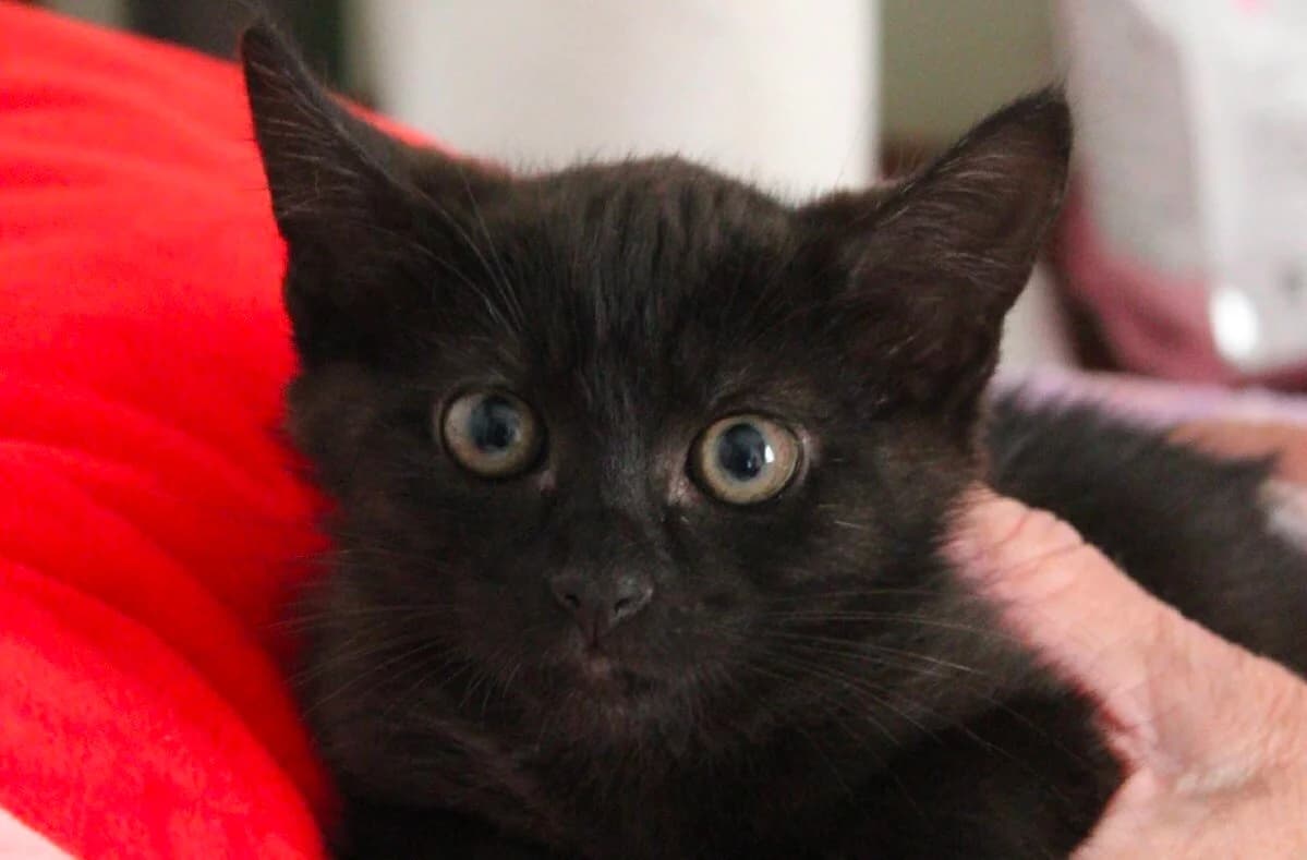 Milye chernye kotyata v dar (Милые черные котята в дар), Mixed Breed (Kotyata Darom)
