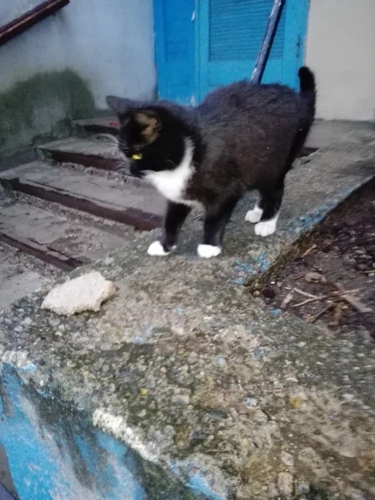 Berite gotovogo kotika dlya domashney zhizni v Minske (Берите готового котика для домашней жизни в М, Mixed Breed (Kotyata Darom)