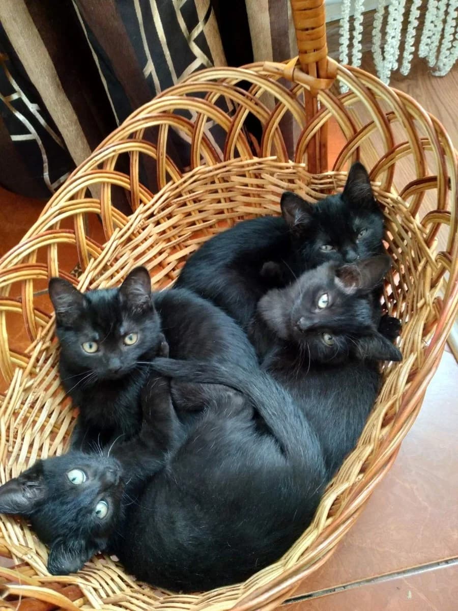 Kotyata 3 mesyatsa srochno ishtut dom (Котята 3 месяца срочно ищут дом), Mixed Breed (Kotyata Darom)