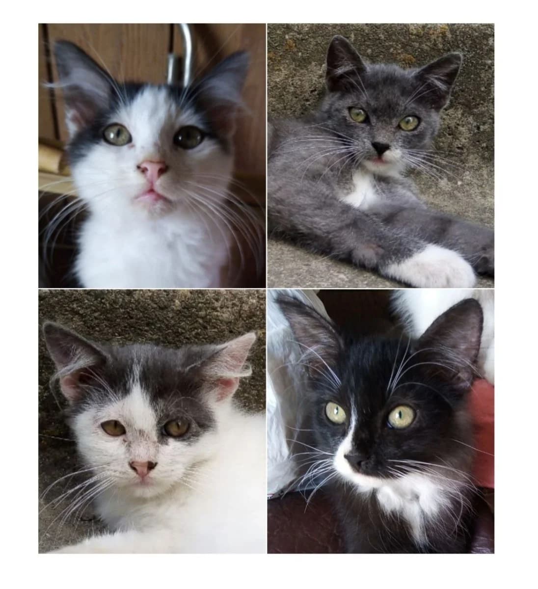 Srochno! Priglyadites, vozmozhno sredi nikh est vash budushtiy drug! Kotyata ishtut dom (Срочно! При, Mixed Breed (Kotyata Darom)