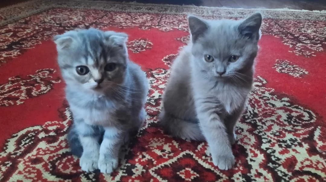 Britanskie kotyata (Британские котята), Mixed Breed (Kotyata Darom)
