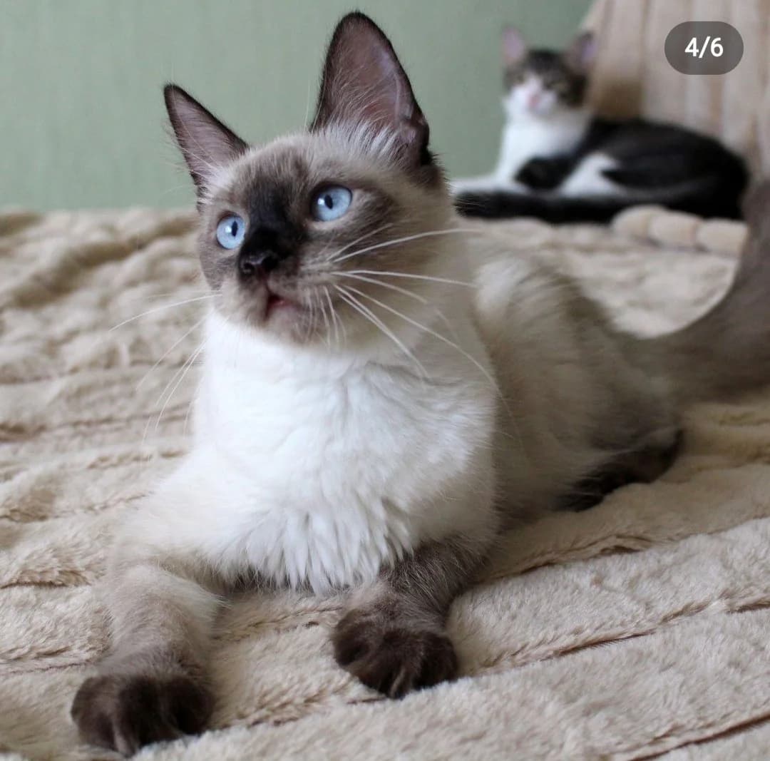 Kotenok Luna devochka 5 mes darom (Котенок Луна девочка 5 мес даром), Mixed Breed (Kotyata Darom)