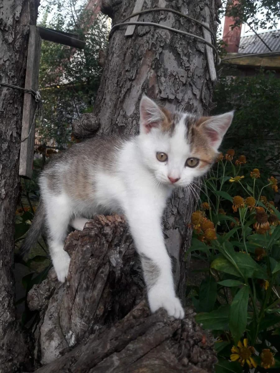 Ochen krasivye kotyata v dar SROChNO (Очень красивые котята в дар СРОЧНО), Mixed Breed (Kotyata Darom)