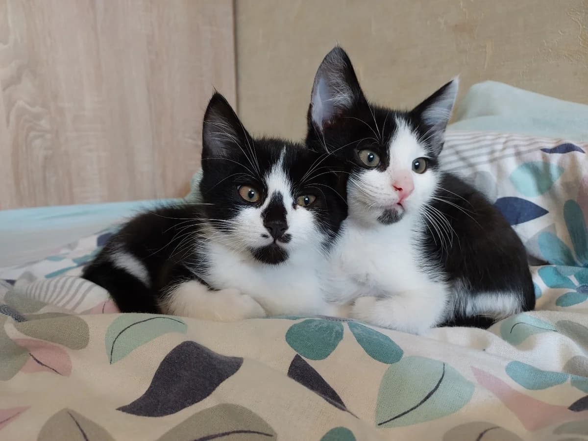 Kotyata v dobrye ruki (Minsk) (Котята в добрые руки (Минск)), Mixed Breed (Kotyata Darom)