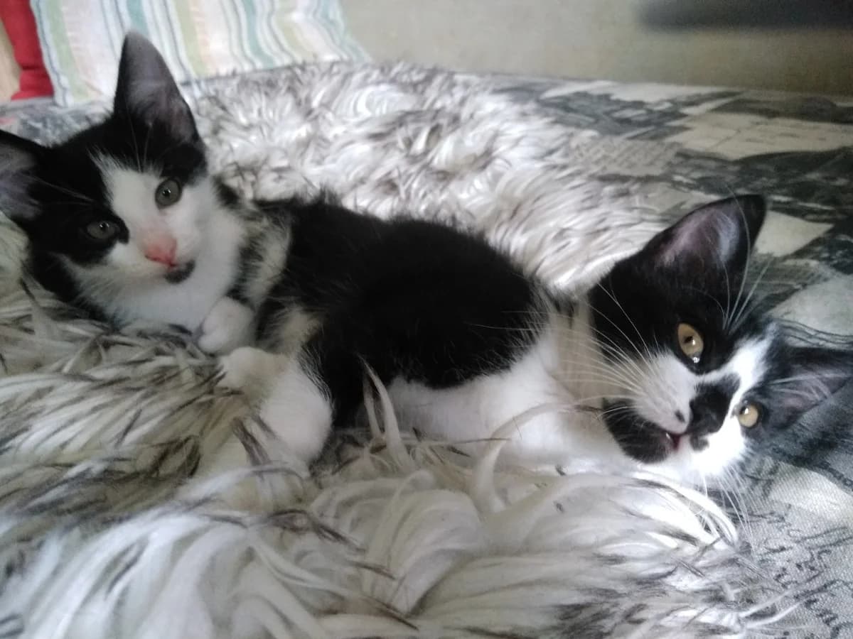 Kotyata besplatno v khoroshie ruki (Котята бесплатно в хорошие руки), Mixed Breed (Kotyata Darom)