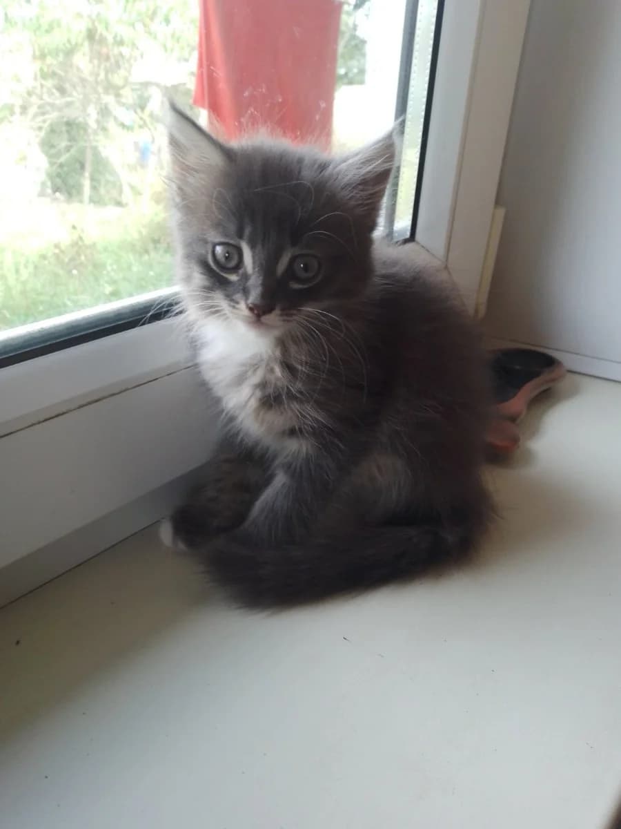 Kotёnok 2 mesyatsa ot domashney koshechki v dar (Котёнок 2 месяца от домашней кошечки в дар), Mixed Breed (Kotyata Darom)