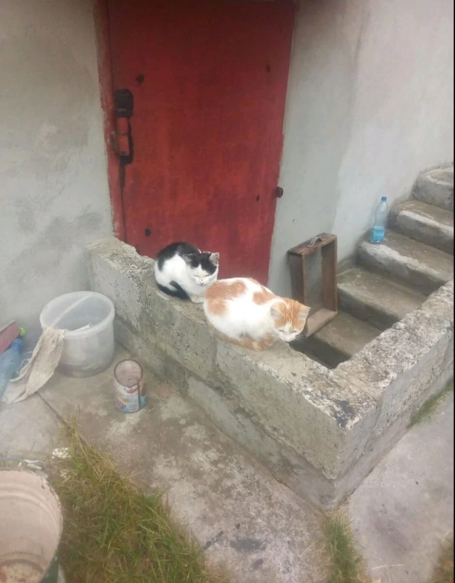 Kotyata v dar (Котята в дар), Mixed Breed (Kotyata Darom)