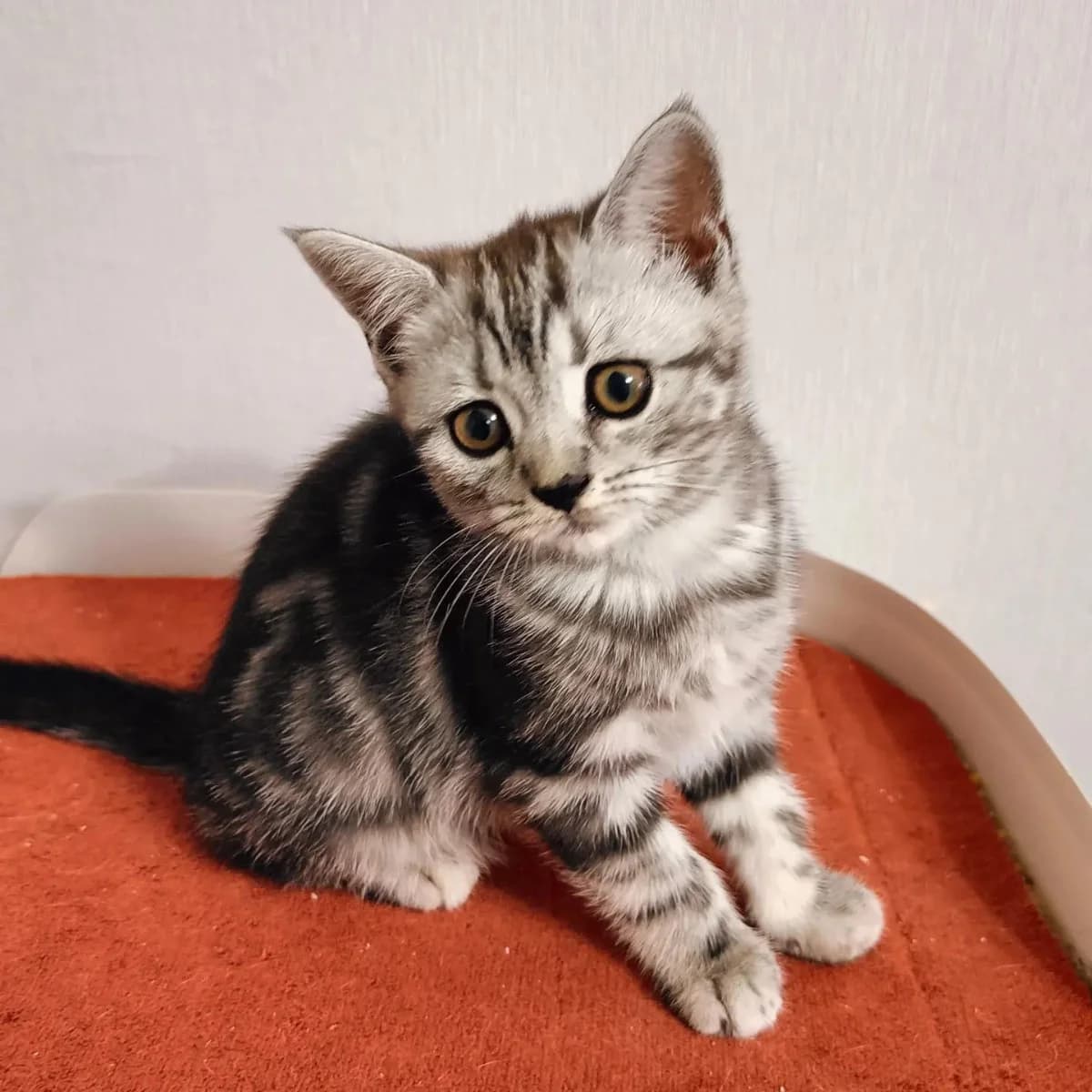 Shotlandskaya devochka (Шотландская девочка), Mixed Breed (Kotyata Darom)