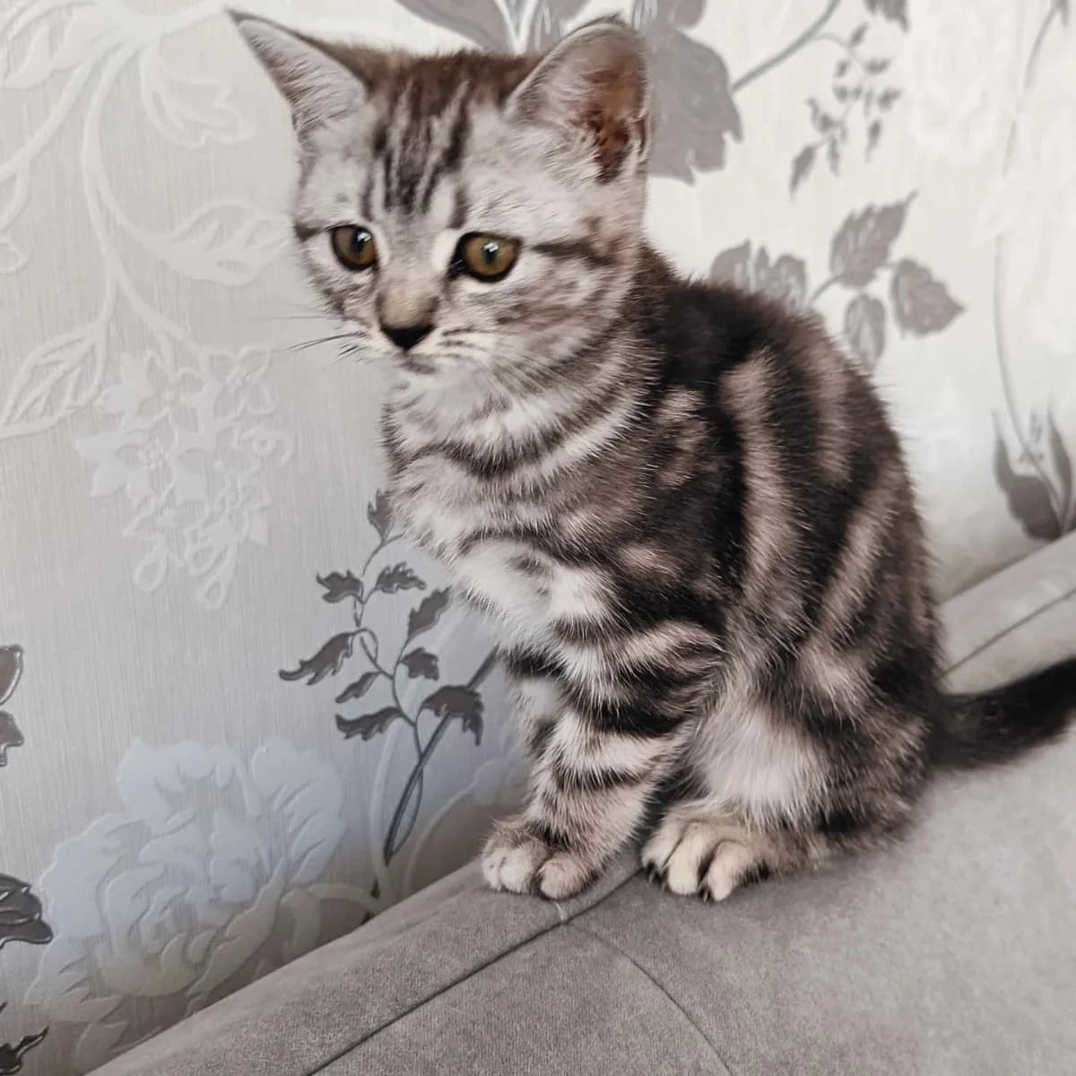 Shotlandskaya devochka (Шотландская девочка), Mixed Breed (Kotyata Darom)