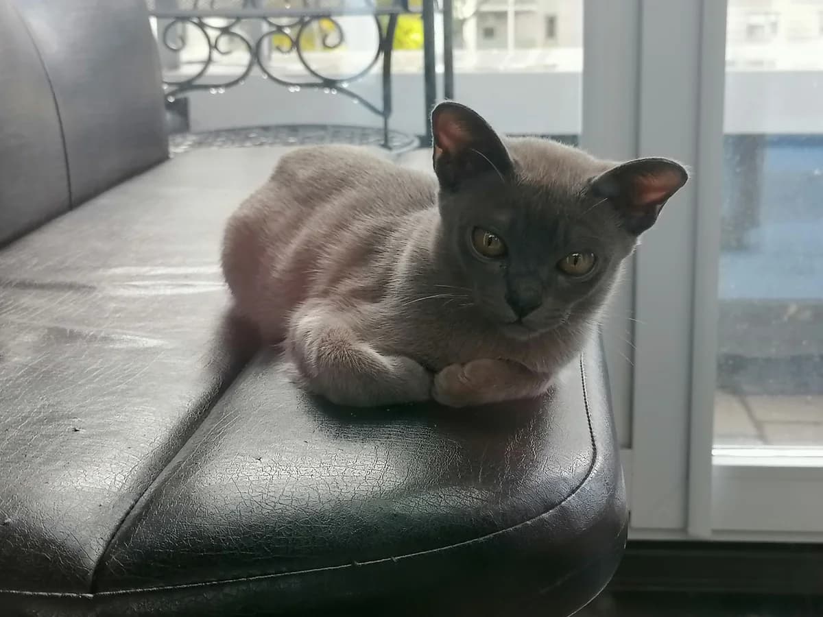 Malyshi evropeyskoy burmy (Малыши европейской бурмы), Mixed Breed (Kotyata Darom)