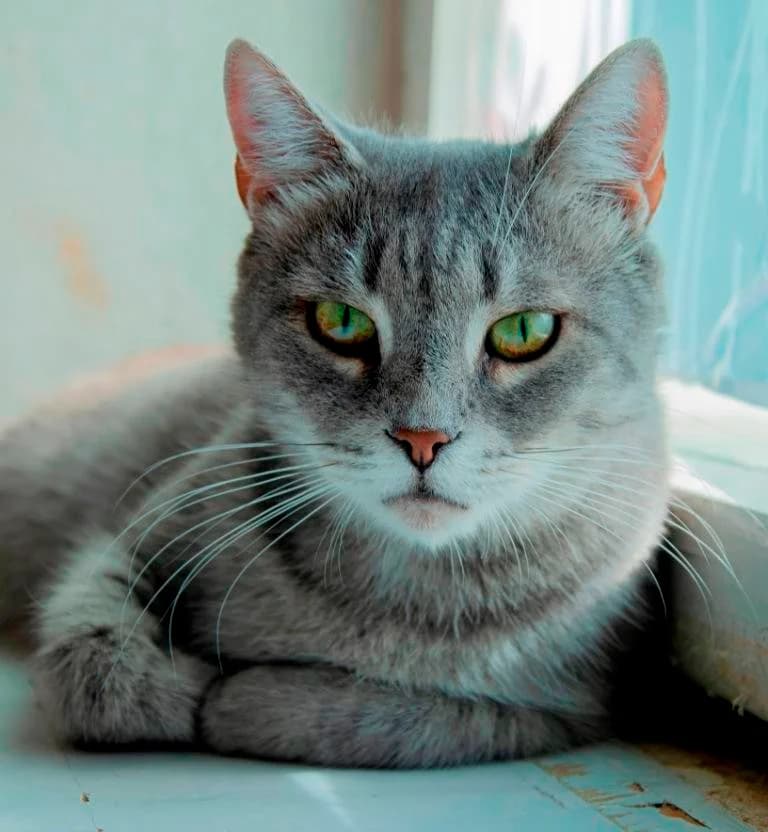 Gerda (Герда), Mixed Breed (Kotyata Darom)