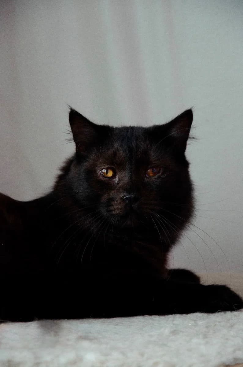 Chernysh (Черныш), Mixed Breed (Kotyata Darom)