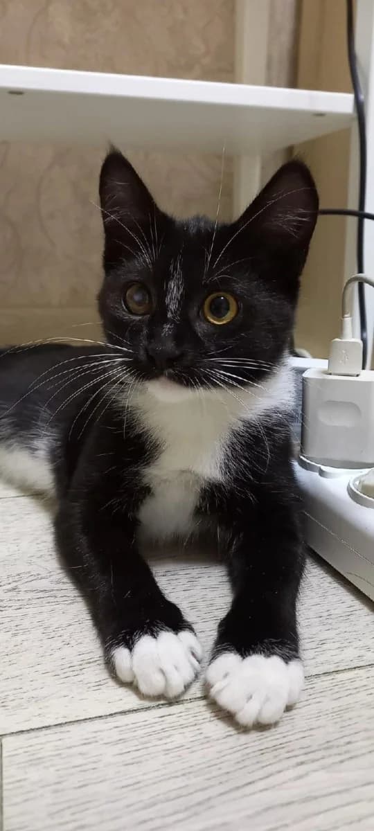 Toma (Тома), Mixed Breed (Kotyata Darom)