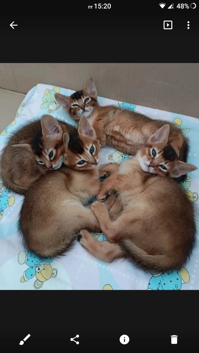 Kotyata Chauzi (Котята Чаузи), Mixed Breed (Kotyata Darom)