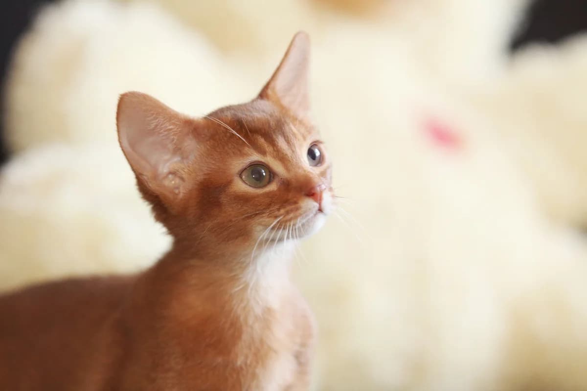 Abissinskie kotyata v Belarusi (Абиссинские котята в Беларуси), Mixed Breed (Kotyata Darom)