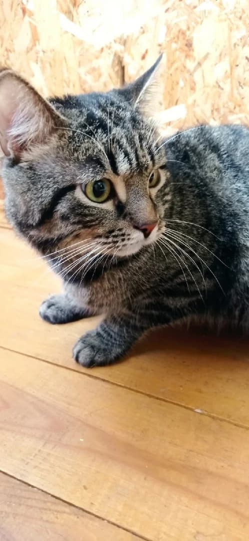 Otdam darom kota v khoroshie ruki (Отдам даром кота в хорошие руки), Mixed Breed (Kotyata Darom)