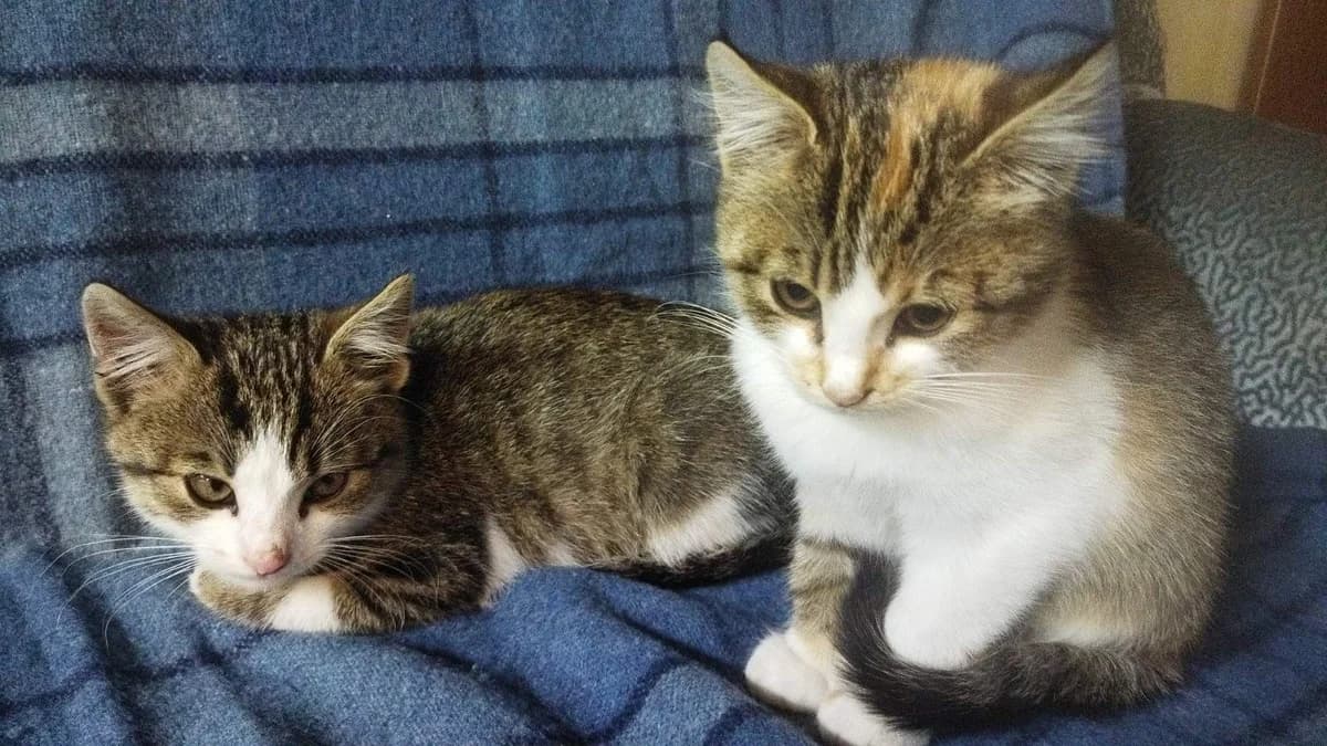 Kotyata srochno ishtut dom (Котята срочно ищут дом), Mixed Breed (Kotyata Darom)