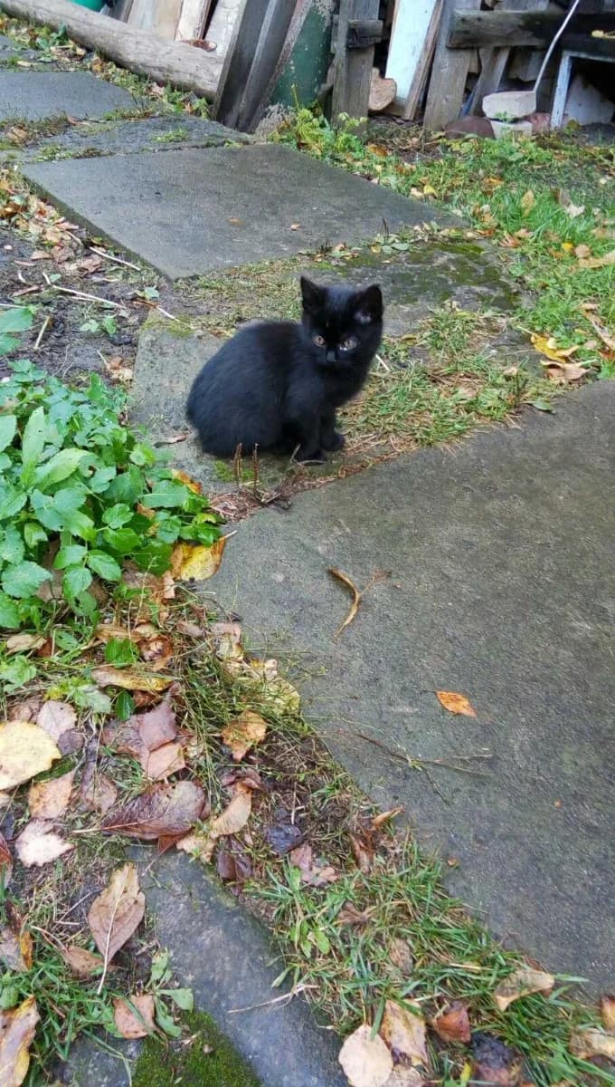 Kotyata ishtut dom (Котята ищут дом), Mixed Breed (Kotyata Darom)