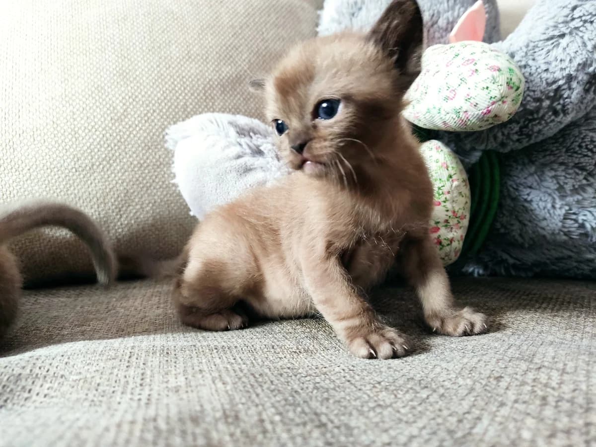 Burmanskie kotyata (Бурманские котята), Mixed Breed (Kotyata Darom)