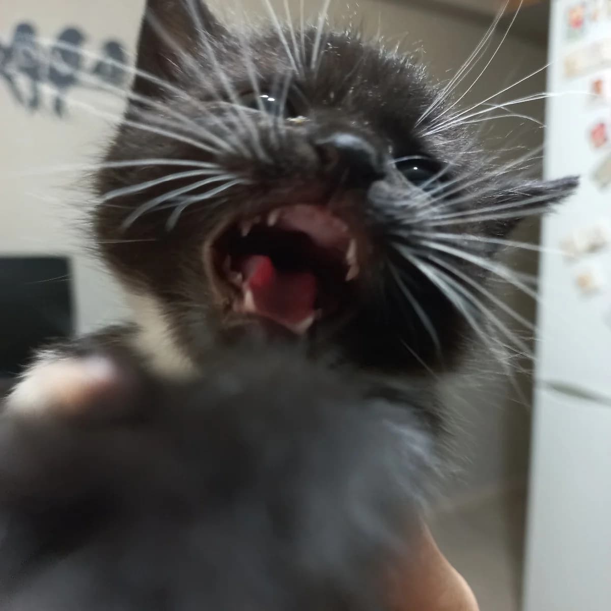Koty v dar (Коты в дар), Mixed Breed (Kotyata Darom)