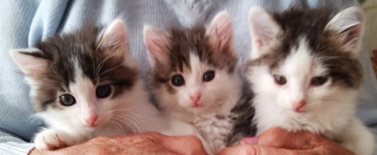 Kotyata ot dobroy koshki (Котята от доброй кошки), Mixed Breed (Kotyata Darom)