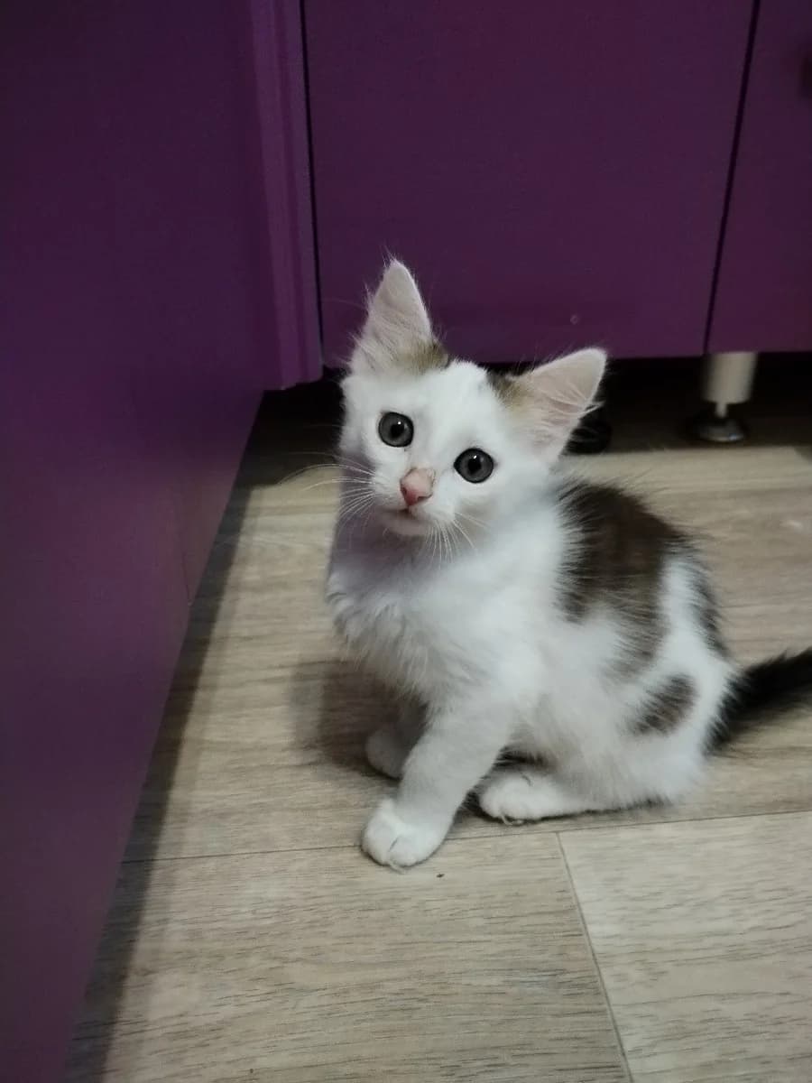 Kotёnok-devochka (Котёнок-девочка), Mixed Breed (Kotyata Darom)