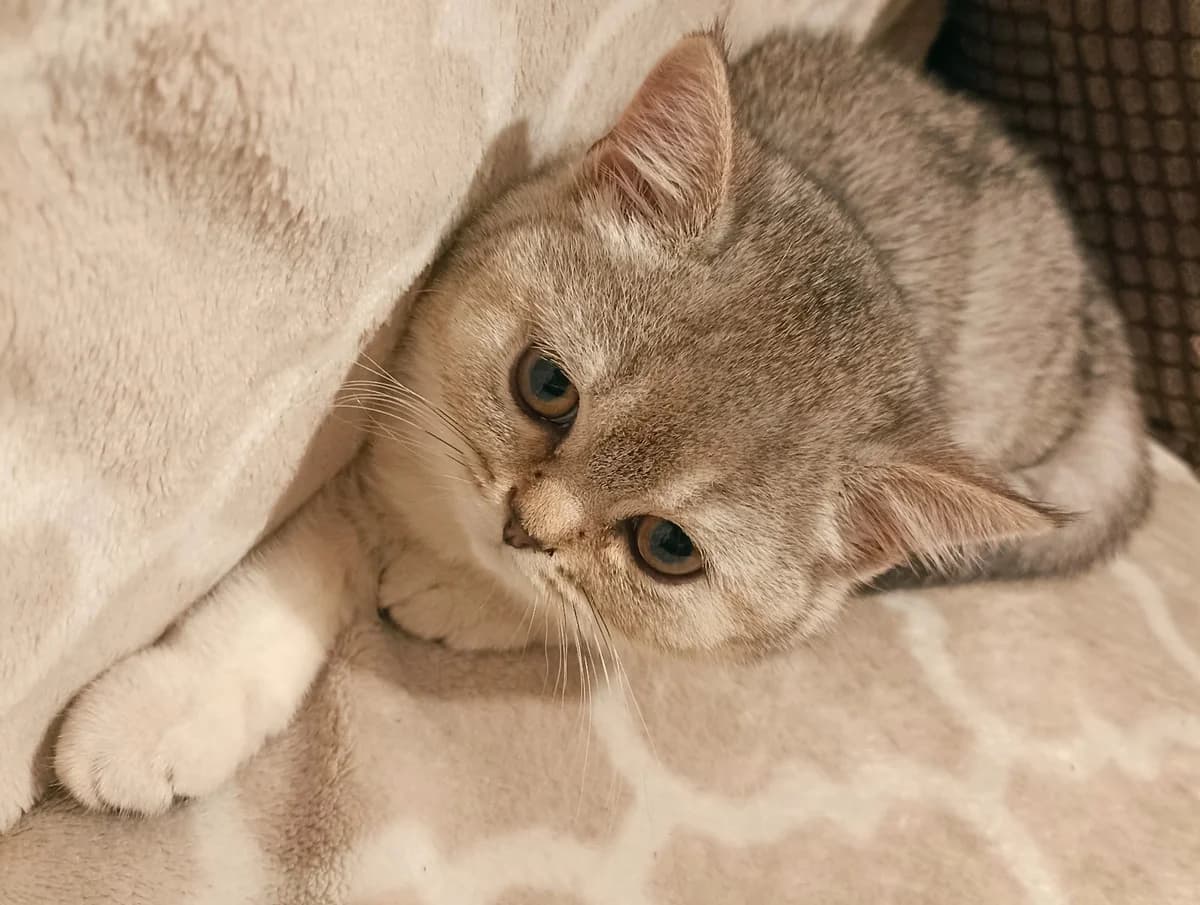 Shotlandskie kotyata (Шотландские котята), Mixed Breed (Kotyata Darom)