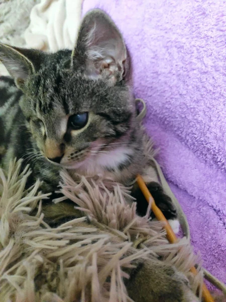 Osobennyy kotenok dlya osobennykh lyudey! Ays v dar! Minsk i ne tolko (Особенный котенок для особенн, Mixed Breed (Kotyata Darom)