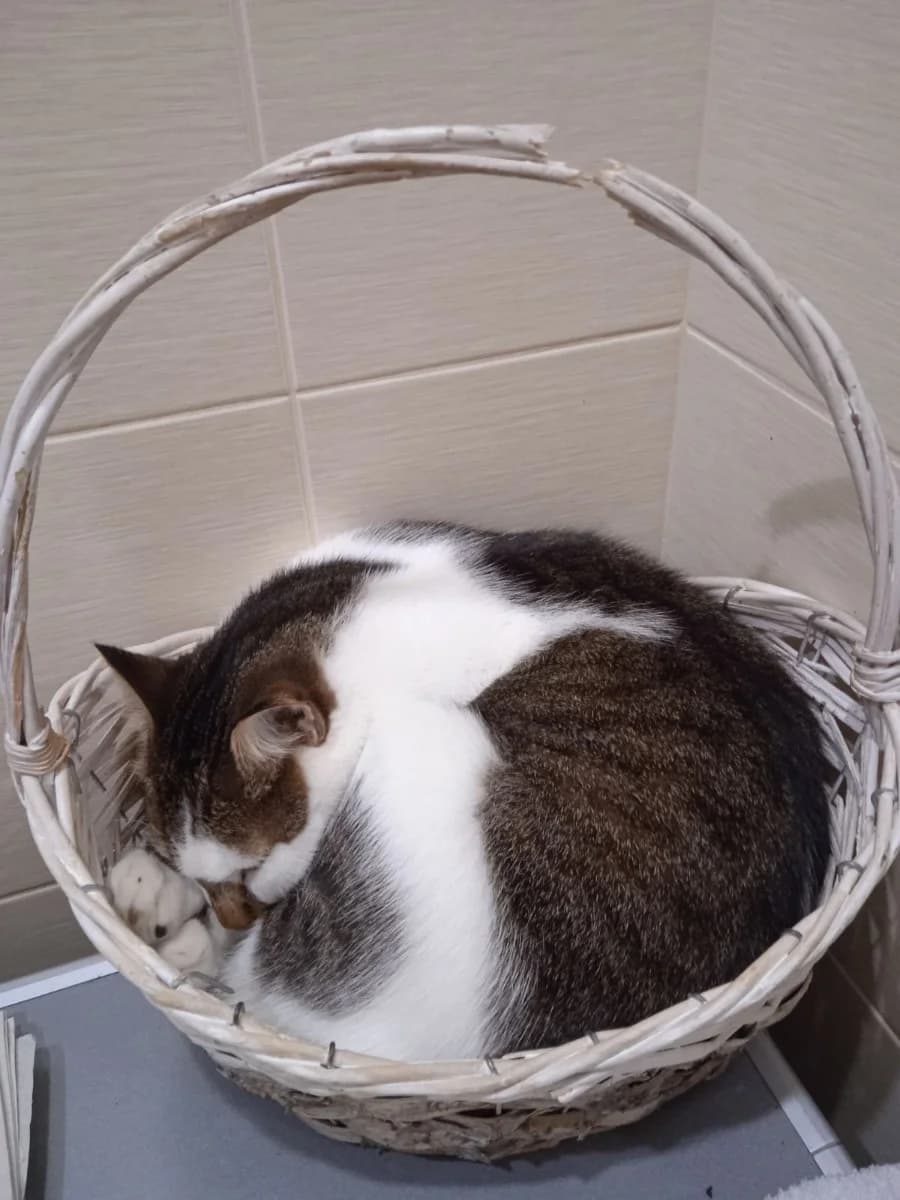 Laskovyy Kotik v dobrye ruki (Ласковый Котик в добрые руки), Mixed Breed (Kotyata Darom)