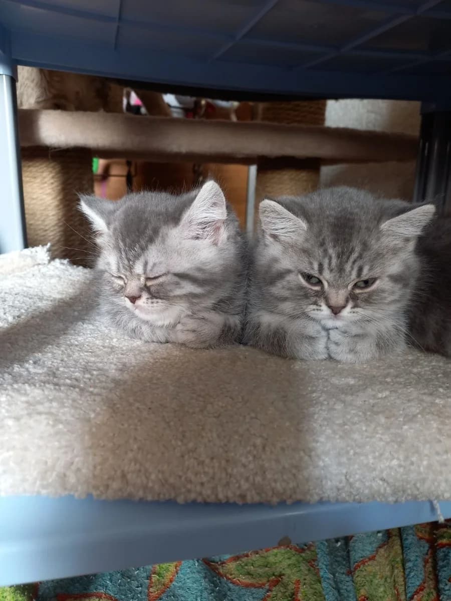 Kotyata (Котята), Mixed Breed (Kotyata Darom)