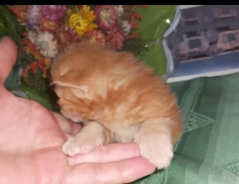 Meyn-kun malchik (Мейн-кун мальчик), Mixed Breed (Kotyata Darom)