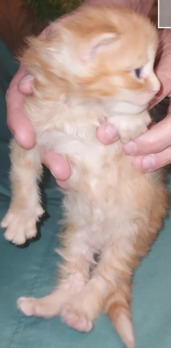 Meyn-kun devochka krasnyy tigrovyy (Мейн-кун девочка красный тигровый), Mixed Breed (Kotyata Darom)