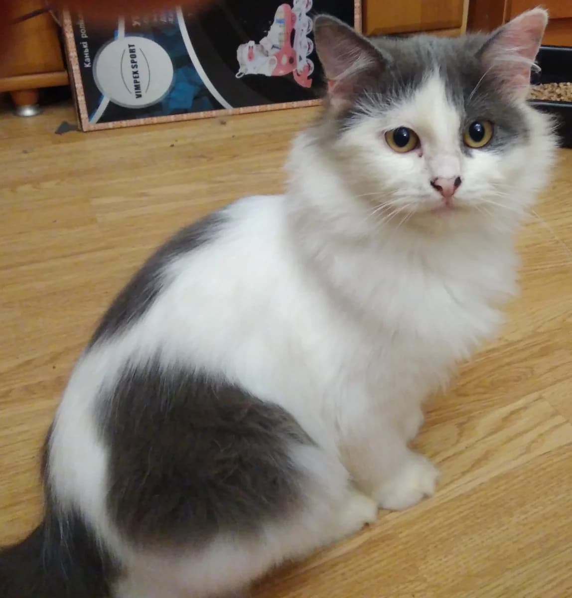 Kotik malchik 7 mesyatsev v dar (Котик мальчик 7 месяцев в дар), Mixed Breed (Kotyata Darom)