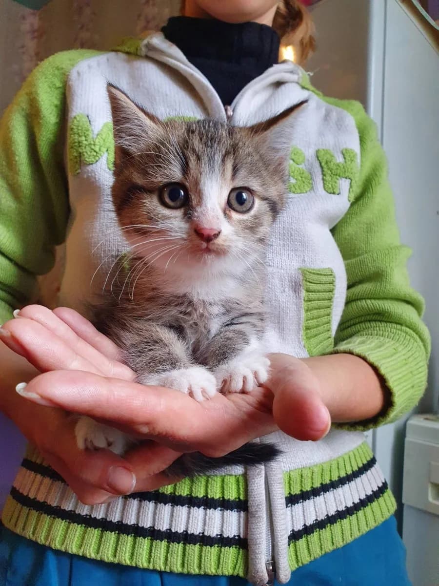 Kotyata v khoroshie ruki (Котята в хорошие руки), Mixed Breed (Kotyata Darom)